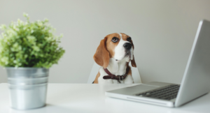 6 Cleaning Tips for Pet-friendly Offices